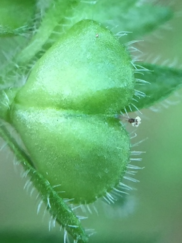 Image of Veronica javanica by (c) Stephen Thorpe, some rights reserved (CC BY)