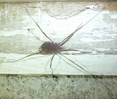 Hadrobunus maculosus