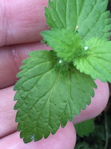 Image of Veronica javanica by (c) Stephen Thorpe, some rights reserved (CC BY)