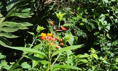 Heliconius erato phyllis