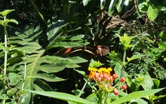 Heliconius erato phyllis