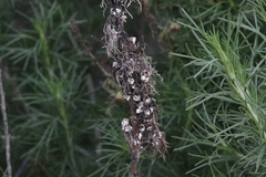 Amonostherium lichtensioides