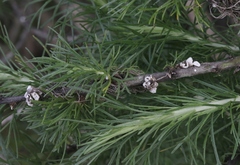 Amonostherium lichtensioides