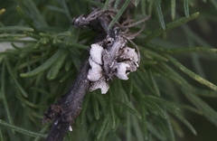 Amonostherium lichtensioides