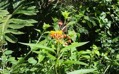 Heliconius erato phyllis