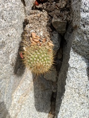 Mammillaria cerralboa