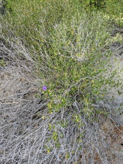 Ruellia californica peninsularis