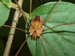 Leiobunum euserratipalpe