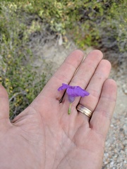 Ruellia californica peninsularis