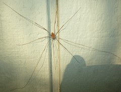 Leiobunum nigropalpi