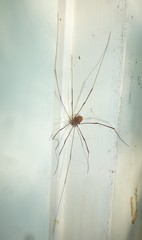 Leiobunum nigropalpi