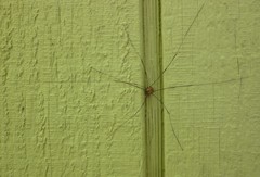 Leiobunum nigropalpi