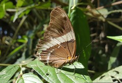 Siproeta epaphus trayja