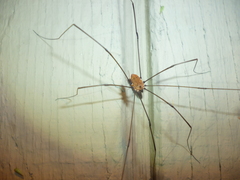 Leiobunum nigropalpi