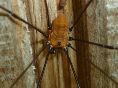 Leiobunum nigropalpi