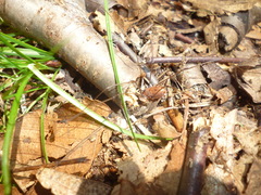 Leiobunum nigropalpi