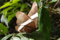 Siproeta epaphus trayja