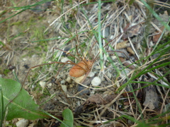 Leiobunum ventricosum