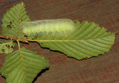 Acronicta leporina