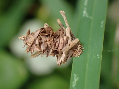 Grass Bagworm