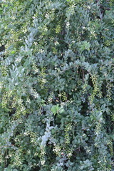 Stegnosperma halimifolium