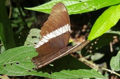 Siproeta epaphus trayja