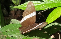 Siproeta epaphus trayja
