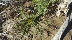 Chaenactis fremontii