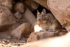 Octodon degus