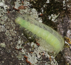 Acronicta leporina