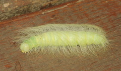 Acronicta leporina