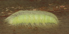Acronicta leporina