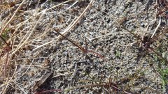 Chaenactis fremontii