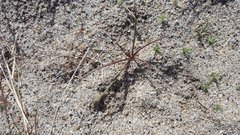 Chaenactis fremontii