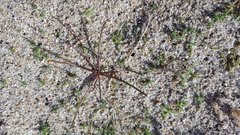 Chaenactis fremontii