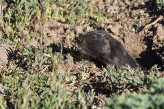 Spalacopus cyanus
