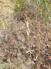 Crotalaria cajanifolia