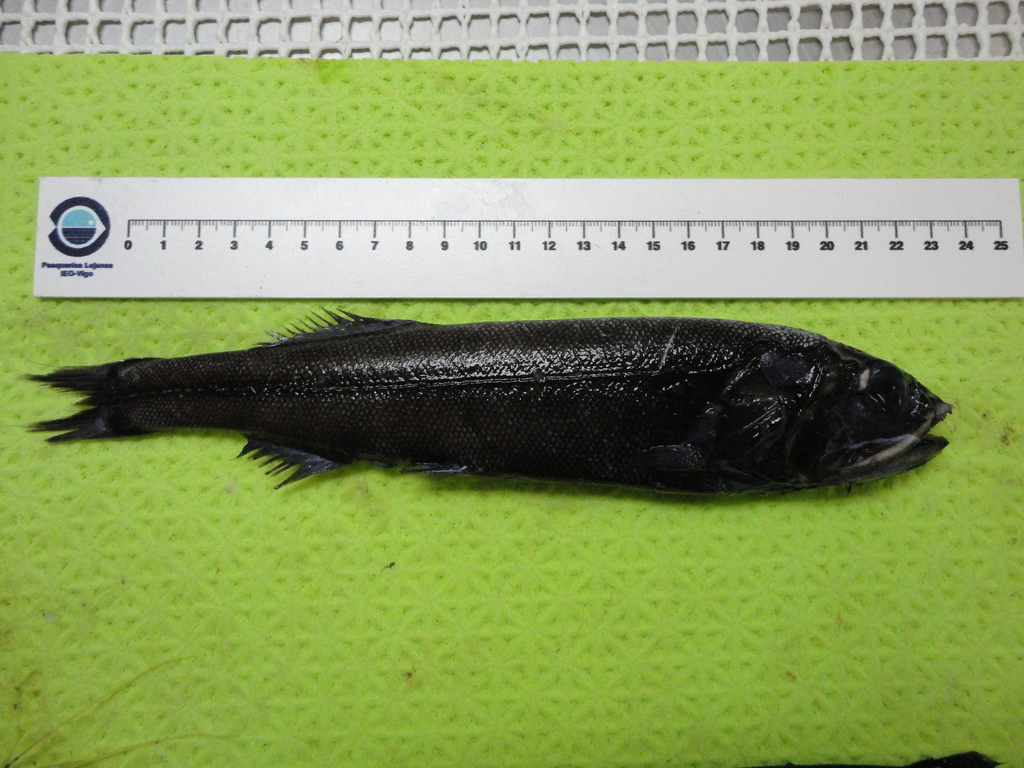 Bigeye Searsid