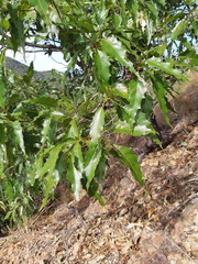 Quercus albocincta