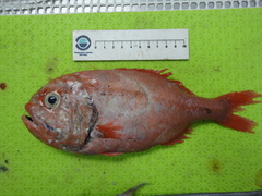 Hoplostethus atlanticus