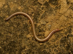 Common Burrowing Skink photo 2