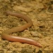 Common Burrowing Skink - Photo (c) John Sullivan, some rights reserved (CC BY-NC), uploaded by John Sullivan