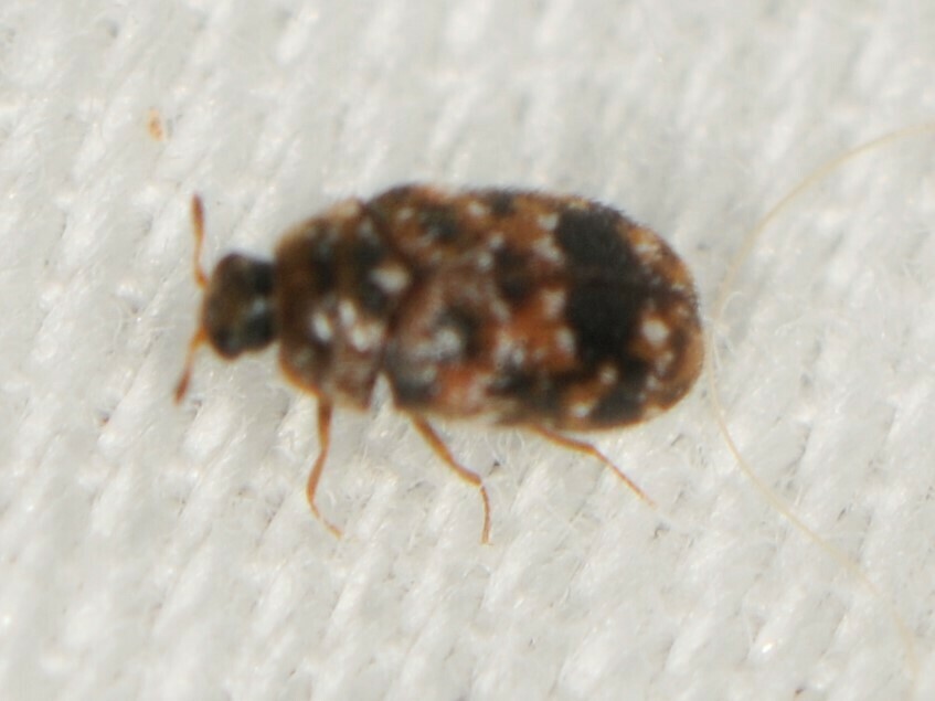 Trogoderma sternale complex