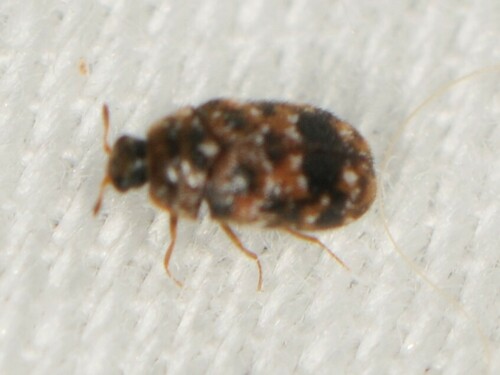 Trogoderma sternale complex
