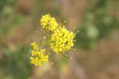 Sisymbrium loeselii