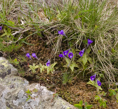 Pinguicula leptoceras