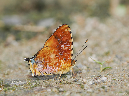 Symbrenthia platena