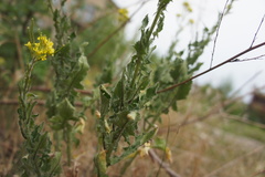 Sisymbrium loeselii