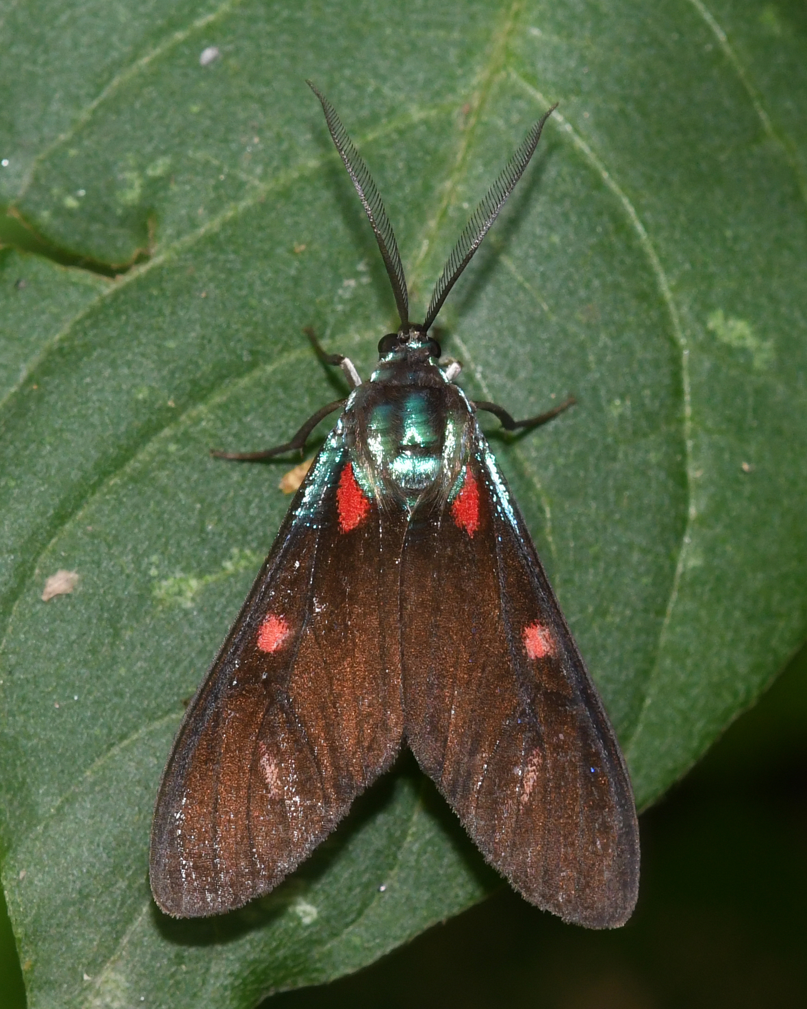 Cyanopepla fastuosa image