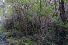 Metrosideros stipularis